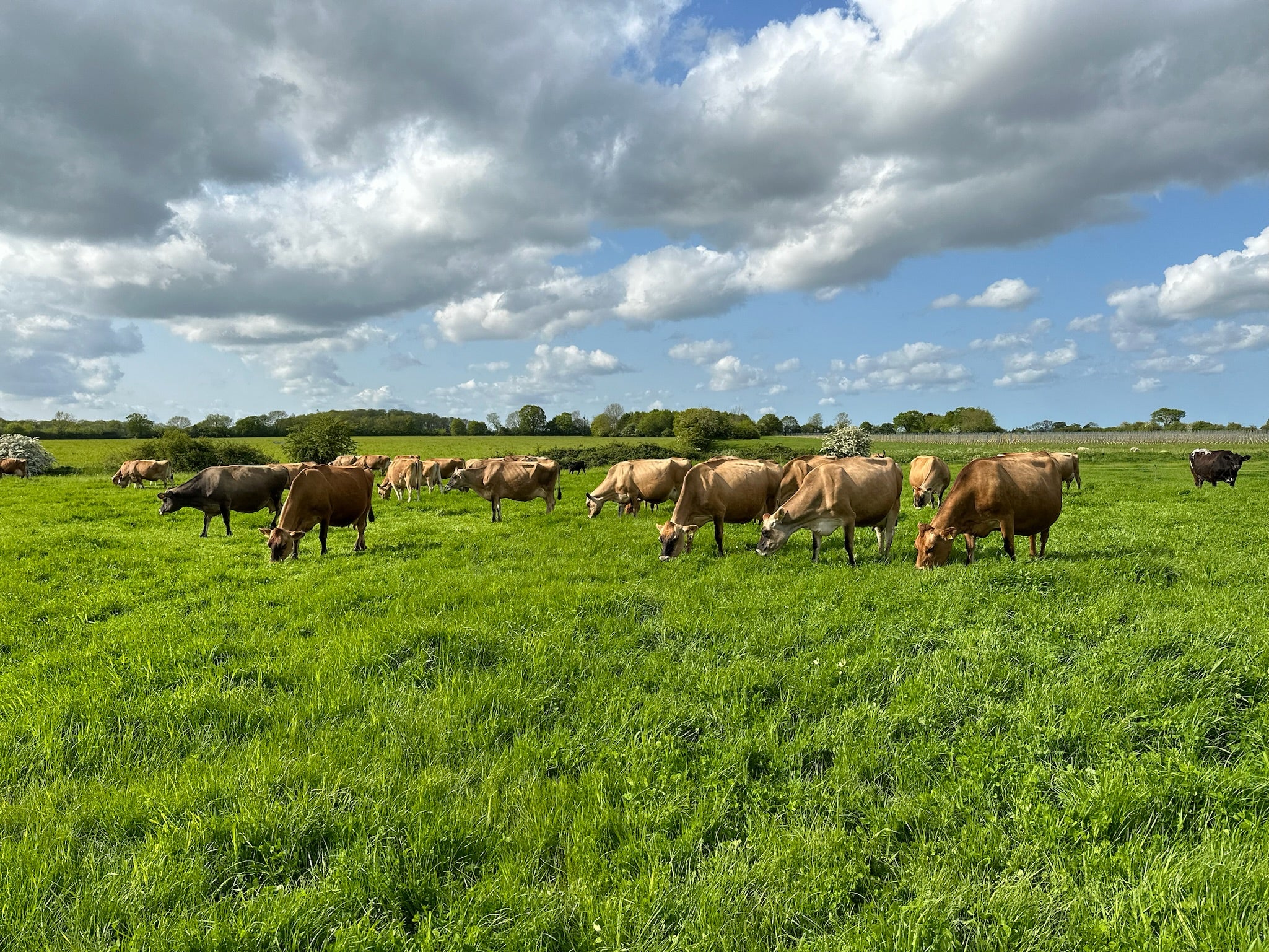 Pure Pasture, Honest Farm Food