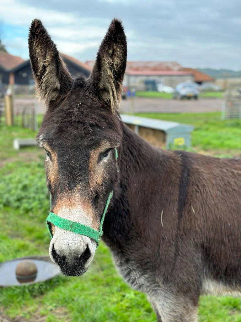 Donkey Sponsorship - 1 Year - Gold Package - Image 2