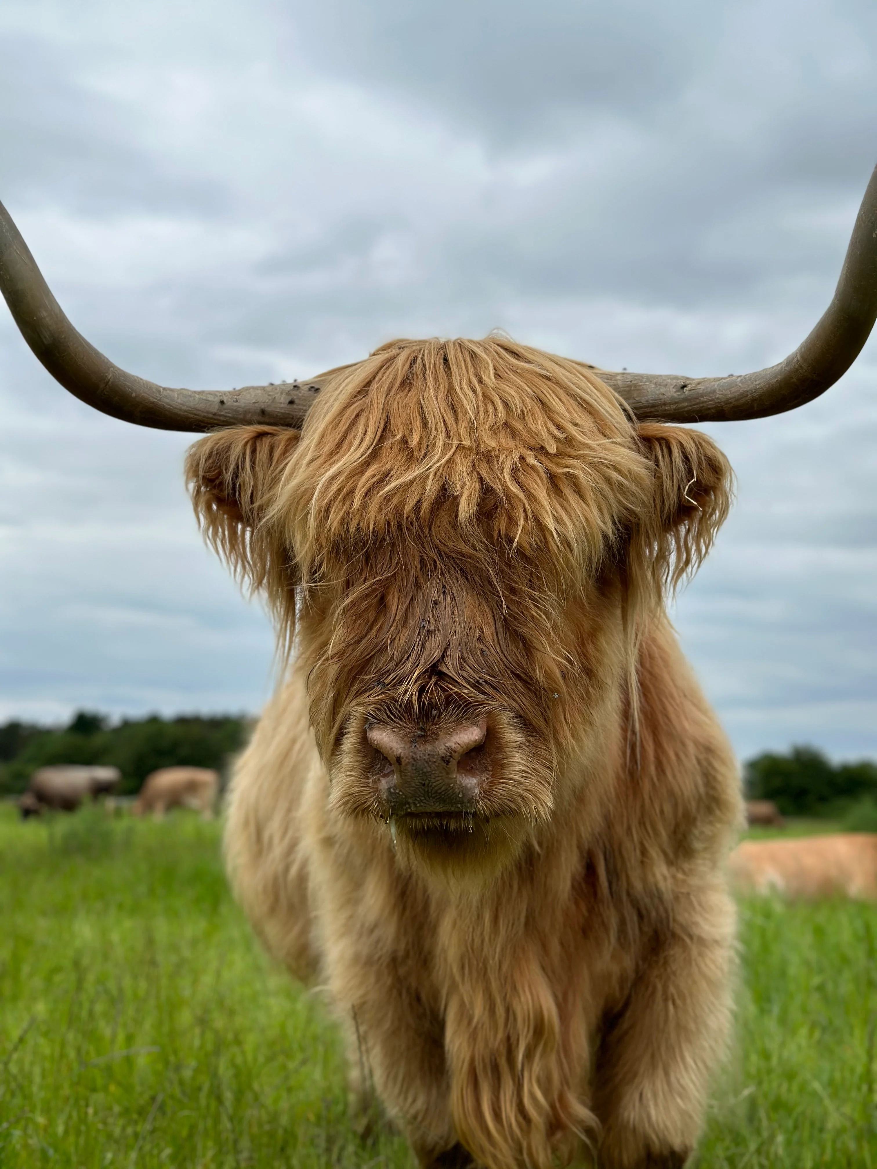 Highland Cow Cuddle with an Afternoon Tea - click link in description for availability/to purchase